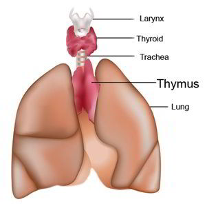 An illustrated diagram of a pair of lungs, with the thymus labelled.
